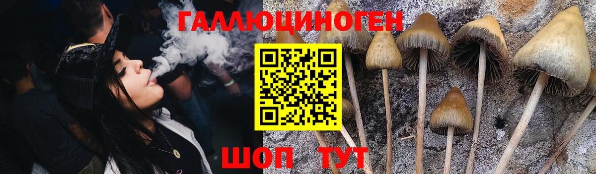 Звенигород  Галлюциногенные грибы Psilocybe  Вход с VPN 